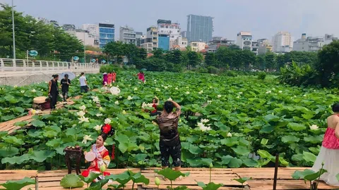 Thợ ảnh “hốt bạc” mùa sen nở rộ