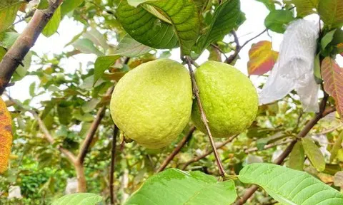 Đặc sản OCOP nổi tiếng ở Hà Tĩnh: Ổi Ba Cụp