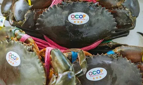 Hành trình lột xác của Cua Cà Mau: Từ đặc sản địa phương đến biểu tượng quốc gia