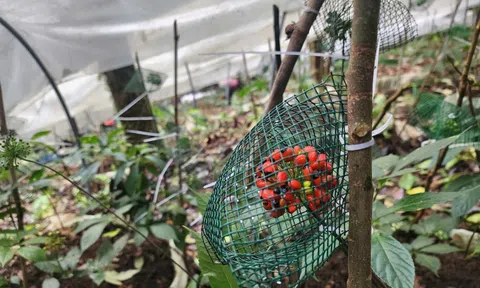 Quảng Ngãi: Đề xuất thành lập Trung tâm bảo tồn và phát triển cây Sâm Ngọc Linh