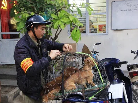 Hà Nội: Đốc thúc hoạt động của các đội bắt chó thả rông