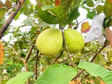 Đặc sản OCOP nổi tiếng ở Hà Tĩnh: Ổi Ba Cụp