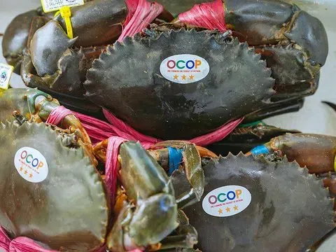 Hành trình lột xác của Cua Cà Mau: Từ đặc sản địa phương đến biểu tượng quốc gia