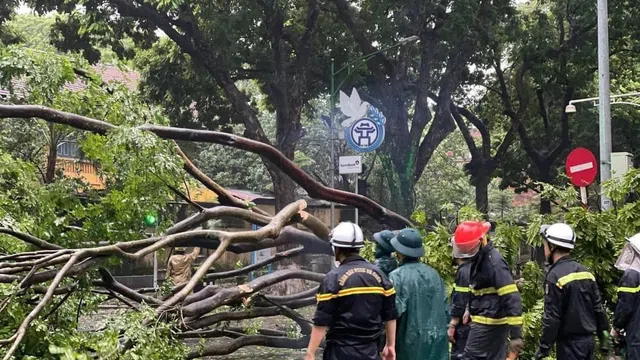 Hà Nội tập trung xử lý cây đổ trong bão trước ngày 12/9