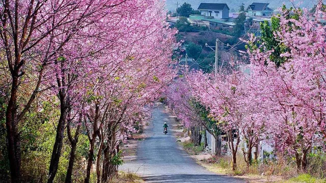 Mai anh đào nở trái mùa nhuộm hồng Đà Lạt