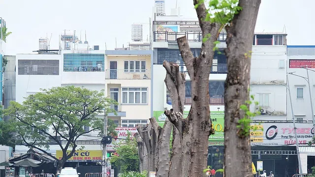 TP.HCM đã thay thế gần 700 cây xanh thiếu an toàn