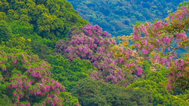 Du lịch "chữa lành" lên ngôi, du khách đổ về Sơn Trà ngắm hoa thàn mát