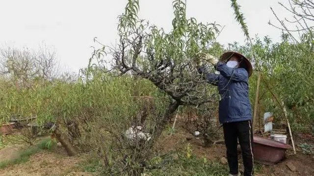 Làng đào Nhật Tân tất bật tuốt lá, chuẩn bị hàng Tết