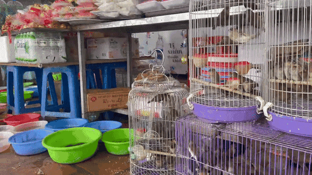 "Hốt bạc" từ nghề bán cá và chim phóng sinh ở phủ, chùa tháng Giêng